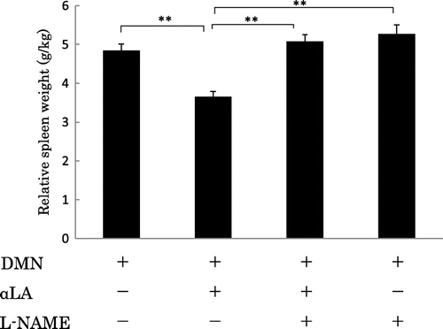 Fig. 5. Effect of αLA on relative spleen weight in rats treated with DMN.