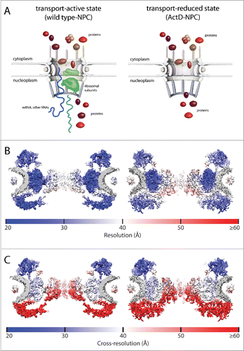 Figure 2. Structural differences of the NPC at different transport states. (A) Schematic representation of cargo being transported through the NPC in the wildtype state (wild type-NPC, left) and after actinomycin D treatment (ActD-NPC, right). Ribosomal subunits are depicted in green colors, RNA in blue colors, and proteins in red colors. (B and C) A view of the 25-nm thick central nucleocytoplasmic section of the wild type-NPC (left) and the ActD-NPC (right) demonstrates the structural differences of the 2 states of the NPC. (B) The local resolution of the structures is depicted by surface coloring. (C) The local cross-resolution values of the structures are visualized by surface coloring and reveal regions where structural changes occur due to altered transport activity (red color). (B and C) Resolution values are given by the color key. The figure was modified from.Citation20