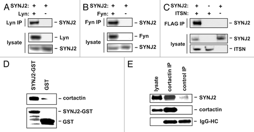 Figure 2. Confirmation of SYNJ2 interaction with select binding partners. (A) SYNJ2 interacts with Lyn. HEK293 cells were transiently co-transfected with expression plasmids for Lyn or SYNJ2 or transfected with a SYNJ2 plasmid alone. Cells were lysed 24 h post-transfection. Cell lysates were incubated with an anti-Lyn antibody, followed by protein A-agarose. Expression of Lyn and SYNJ2 in lysates and immunoprecipitated SYNJ2 were visualized by western blotting. (B) SYNJ2 interacts with Fyn. The same methodology was used as in (A), except that Lyn was replaced by Fyn. (C) SYNJ2 interacts with intersectin. HEK293 cells were transiently transfected with the indicated combinations of expression plasmids for FLAG-tagged intersectin-1 (ITSN) or SYNJ2. Cells were lysed 24 h post-transfection and lysates were incubated with an anti-FLAG antibody, followed by protein G-agarose. Expression of intersectin and SYNJ2 in lysates and immunoprecipitated SYNJ2 were visualized by western blotting. (D and E) SYNJ2 interacts with cortactin. (D) Co-immunoprecipitation experiment. HEK293 cells were transiently co-transfected with cortactin and SYNJ2 expression plasmids. Cells were lysed 24 h post-transfection and lysates were incubated either with an anti-cortactin antibody followed by protein G-sepharose or with control IgG followed by protein G-sepharose. Expression of cortactin and SYNJ2 in lysates and immunoprecipitated SYNJ2 were visualized by western blotting. Immunoglobulin heavy chain (IgG-HC) was visualized by anti-mouse HRP. (E) GST-pulldown experiment. SNB19 cell lysates were incubated with immobilized GST or GST-SJ2 (GST-SYNJ2-C). Precipitated cortactin was visualized by western blotting using an anti-cortactin antibody (upper panel) and bound GST proteins were visualized by Ponceau staining (lower panel). Data shown are representative of at least 2 experiments.