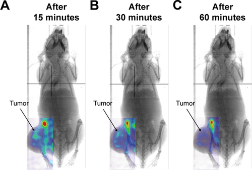 Figure S5 18F-nGO-PEG was injected intravenously into the female mice and images monitored at different times (15, 30, and 60 minutes).Notes: An intact 18F-nGO-PEG tumor and bioimaging of tumor cell were monitored. PET images of tumor-bearing mice at (A) 15, (B) 30, and (C) 60 after intravenous injection. CT26 was taken up rapidly into the early endosomes and lysosomes of CT26 tumor cells within 15 minutes.Abbreviations: nGO, nano-graphene oxide; PEG, polyethylene glycol.
