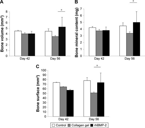 Figure 5 Bone parameters increased by rhBMP-2.