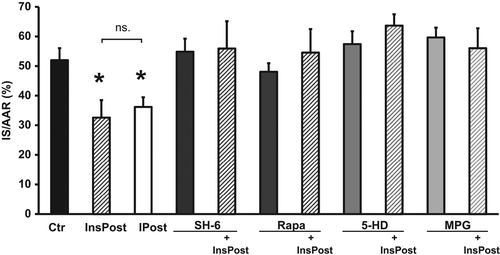 Figure 3. Insulin postconditioning is equally cardioprotective as ischemic postconditioning and the protection is abrogated by inhibitors of Akt, p70s6k, or mKATP channels, or a ROS scavenger. InsPost showed similar degree of cardioprotection as ischemic postconditioning (IPost). Cardioprotection from InsPost was abrogated by inhibiting Akt (SH-6), mTOR/p70s6k (Rapa), or mKATP channels (5-HD), or by scavenging ROS (MPG). Neither of the inhibitors affected IS alone. IS is expressed as % of AAR. Bars represent mean ± s.e.m. (n ≥ 6) *p < 0.05 versus Ctr.