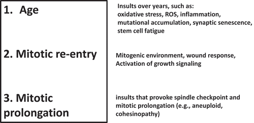 Figure 4. The “three-hit” hypothesis. Based on results from Sgo1−/+ mouse model and existing theories from human LOAD studies, we propose the “three-hit” hypothesis for LOAD. When the “Three-hit” (age, mitotic re-entry, and mitotic prolongation) occurs simultaneously, brain cells accumulate amyloid-beta during prolonged mitosis. Prolonged mitosis may be followed by cell death via mitotic catastrophe, leading to release of amyloid-beta to extracellular matrix (see Figure 2 legend). Various factors lead to each “hit”. “Age” can be translated to a variety of insults (see text). Mitotic re-entry may have been caused by injuries and activation of growth signaling associated with wound/injury healing. Mitotic prolongation is caused by spindle checkpoint activation. Spindle checkpoint activation can occur by conditions commonly found in LOAD brains, such as aneuploidy or cohesinopathy.