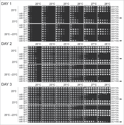 Figure 3. The effects of adaptation to low-level of telomere stress in cdc13-1 mutants. Diploid strains with the genotypes indicated were grown on solid agar plates for 10 passages at 23°C, 10 passages at 25°C, or for 7 passages at 25°C followed by 3 passages at 23°C as indicated on the left of the Figure. Strains (DDY735, 736, 737, 738, 739 and DLY1108) were then inoculated into liquid and grown overnight at 23°C or 25°C. Fivefold dilution series of strains were set up in 96 well plates transferred to several independent solid YEPD agar plates using a pin tool. Individual plates were incubated at different temperatures, indicated across the top of the Figure, and photographs taken after 24, 48 and 72 hours of incubation. Arrows on right indicate haploid cultures.
