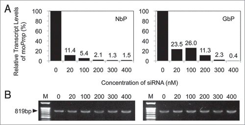 Figure 1 Rreal-time RT-PCR analysis to determine the level of mouse prion mRNA (A) and RT-PCR analysis to determine the expression of bovine prion mRNA (B) in NbP and GbP cells after transfection with different concentrations of siRNA. The quantity of mouse prion mRNA was normalized to that of GAPDH. An increase in siRNA resulted in a gradual suppression of the mouse prion mRNA, while the expression of bovine prion mRNA remained unchanged.