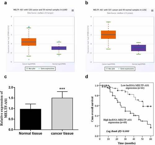 Figure 1. MELTF-AS1 in tissues and the overall survival of different expressions of MELTF-AS1 were detected by Kaplan-Meier approach. (a) MELTF-AS1 with 526 cancer and 59 normal samples in LUAD. (b) MELTF-AS1 with 501 cancer and 49 normal samples in LUSC. (c) The expression of MELTF-AS1 is increased in cancer tissues by RT-qPCR. (d) The overall survival of low-expression MELTF-AS1 was significantly higher than that of high-expression MELTF-AS1 (log-rank P = 0.000). ***P < 0.001.