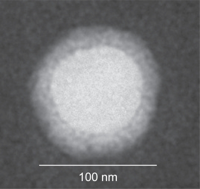 Figure 2 Transmission electron microscopic image of integrin targeted nanoparticles.