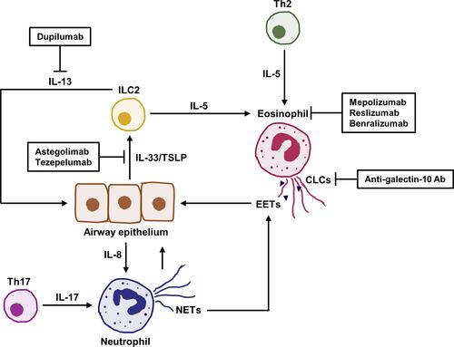 Figure 2 Application of recent biologics for regulation of extracellular trap formation and function in severe asthma. IL-5 is essential for inducing eosinophil activation to release extracellular traps. EETs containing various molecules as well as CLCs are involved in stimulation of airway epithelium, which contributes to neutrophil recruitment or activation. NETs could damage airway epithelium and trigger EET formation related to eosinophilic inflammation. Moreover, alarmins including IL-33 and TSLP enhance production of IL-5 and IL-13 from ILC2, leading to exacerbations of airway inflammation. In each process, biologics may show a potential benefit for regulating immune responses in severe asthma.