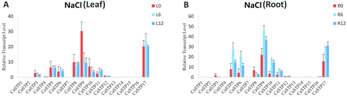 Figure 7. Expression profiles of CaSTP genes under salt stress. (A and B) Expression of CaSTP genes in leaves (A) and roots (B) after salt treatment at 0 h, 6 h and 12 h, respectively.