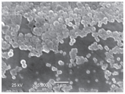 Figure 4 Scanning electron microscopic morphology of insulin-sodium deoxycholate complex poly(lactide-co-glycolide) nanoparticles prepared under optimized conditions.
