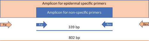 Figure 3. Schematic representation of the Gl2 amplicons. The region amplified by using the non-specific primers is embedded in the epidermal-specific amplicon.