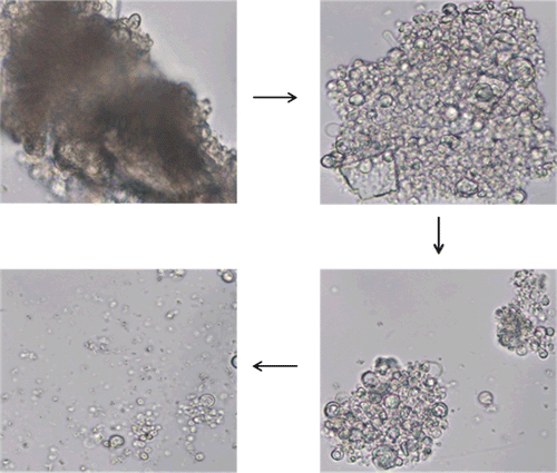 Figure 2.  Series of time-lapse photomicrographs depicting the process of hydration of proliposomes (DMPC) at 400× magnification (time lapse of 1 min between each photograph).