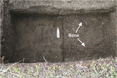 Fig. 10  Test excavation near winter house revealing probable midden deposits.