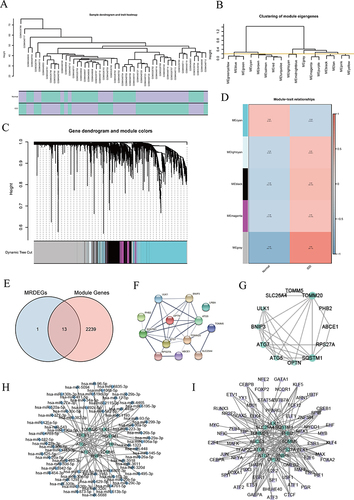 Figure 2 Identification of hub genes. (A-C) Sample clustering tree, DEGs modules and DEGs clustering in the merged dataset. (D) Correlation analysis between DEGs clustering module and different groups. (E) Venn diagram of MRDEGs and module genes. (F) PPI network diagram of genes. (G) PPI network diagram of hub genes in the Degree algorithm. (H and I) mRNA-miRNA and mRNA-TF interaction network of hub genes. In (G) the larger the area of the circle, the darker the color, indicating that the gene represented by the circle has a higher correlation with other genes. In (H and I) the green circle is hub genes, the blue quadrilateral is miRNA, and the purple triangle is TF.