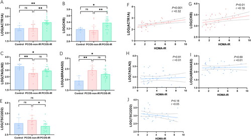 Figure 5. Analysis of key proteins expression: (A, B, E) ACTR1A and CKB were higher in PCOS-IR group, while TSC22D2 was lower in PCOS-IR group (p < .05). (C and D) ABRAXAS2 was higher in all PCOS groups and TAGLN2 was low in all PCOS groups (p < .05), but there was no difference between the PCOS-IR and PCOS-non-IR groups (p > .05). Pearson correlation analysis between key proteins and HOMA-IR: (F and G) ACTR1A and CKB was significantly positively correlated with HOMA-IR. (H, I, and J) there was no significant correlation between TAGLN2, ABRAXAS2 and TSC22D2 with HOMA-IR.