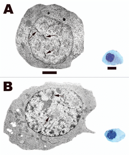 Figure 11 Spermatogonia B (A) and preleptotene spermatocyte (B) from the seminiferous epithelium of the Black Swamp Snake (Seminatrix pygaea). Notice that both cell types' nuclei are more round that speramtogonia A and they have very similar morphology except for size. Rough endoplasmic reticula, white arrows; nucleoli, black arrows; mitochondria, black arrowheads. Light: Bar = 15 µm, TEM: Bar = 5 µm.