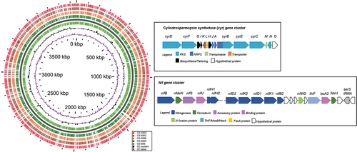 Figure 5. Blast ATLAS analysis of the five Raphidiopsis raciborskii CS-560i, A-D genomes, with CS-506i as reference. The nitrogen fixation (nifHDK) and cylindrospermopsin (cyr) gene clusters are shown; 100% synteny occurred in these clusters across the five genomes.