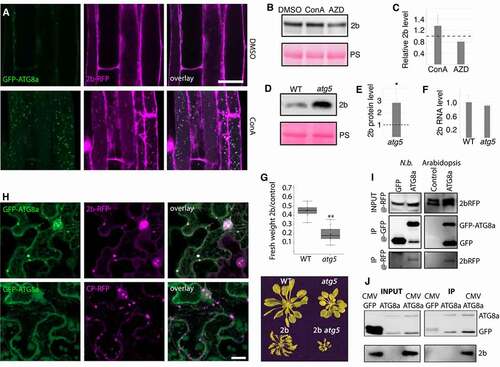 Figure 4. Autophagy degrades 2b within and outside of the infection context. (A) Colocalization analysis of GFP-ATG8a and 2b-RFP in roots of transgenic Arabidopsis after DMSO and ConA treatment for 6 h. (B and C) 2b-RFP transgenic seedlings were treated with DMSO (control), ConA or AZD for 12h followed by western blot detection of 2b using anti-RFP. Ponceau S staining shows loading. Representative blot is shown in (B) and a quantification of 2b levels relative to PS stained Rubisco using ImageJ from three independent experiments with the dashed line indicating DMSO levels (C). (D and E) Accumulation of 2b in transgenic WT and atg5 plants was analyzed by western blotting. Representative blot is shown in (D) with PS-stained Rubisco indicating loading. Quantification of 2b levels using ImageJ from three independent experiments with the dashed line indicating WT levels (E). (F) Expression levels of the 2b transgene in WT and atg5 backgrounds related to (D and E) was determined by RT-qPCR. (n= 4). (G) 2b-dependent virulence measured as relative fresh weight loss caused by transgenic 2b expression compared to non-transgenic plants in WT and atg5 backgrounds. (n= 9). A representative plant image is shown below. (H) Colocalization analysis in N. benthamiana leaves co-expressing 2b-RFP or CP-RFP with GFP-ATG8a. The Z-stack images were acquired 48 h post agroinfiltration. Scale bar: 20 μm. (I) Co-IP (Co-immunoprecipitation) analysis of 2b-RFP with GFP-ATG8a from N. benthamiana (N.b.) and Arabidopsis. Co-expression of GFP was used as control in N. benthamiana and 2b-RFP expression alone in Arabidopsis. Shown is the anti-RFP input signal, as well as anti-GFP and anti-RFP signals from the GFP-based IP samples. (J) Co-IP analysis of 2b with GFP-ATG8a from infected Arabidopsis plants. Non-infected GFP-ATG8a and infected GFP expressing plants were used as control. Shown are the input and IP samples probed with anti-GFP and anti-2b.