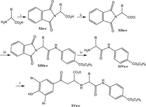 Scheme 3.  Synthetic pathways for final compounds XVa-e. Compounds: XI, XII, XIII, XIV, XV: R; a = H; b = CH3; c = CH(CH3)2; d = CH2CH(CH3)2; e = CH2C6H5. Reagents: i = phthalic anhydride/fusion, ii = PCl5/dry benzene/50ºC/1 h, iii = 4-(NH2)-C6H4CO2C2H5/TEA/CH2Cl2/0°C/2 h, iv = hydrazine/ethanol/reflux 1 h, v = 4-(3,5-dibromo-4-hydroxyphenyl)-4-oxo-but-2-enoic acid (II)/ethanol/r.t./7 days.