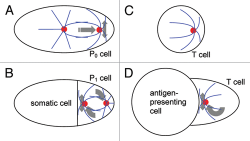Figure 1 Schematic of centrosome positioning in Caenorhabditis elegans blastomeres and T lymphocytes. (A) single-cell stage of the worm embryo. (B) two-cell stage of the embryo. (C) isolated T lymphocyte, a white blood cell in suspension. (D) T cell conjugated with an antigen-presenting cell. Cell boundaries are in black, centrosomes in red and microtubules in blue. Gray arrows show translational, rotational and oscillatory movements.