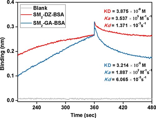 Figure 3. Affinity properties of mAb to SM2-DZ-BSA and SM2-GA-BSA as measured by a BLItz instrument.