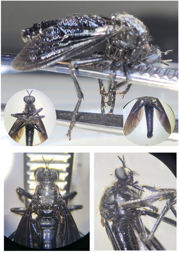 Figure 1. Images of collected robber fly specimen in case 1.
