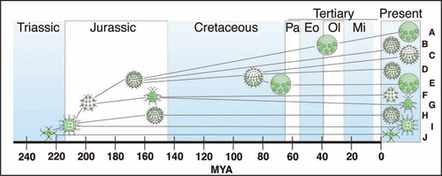 Figure 1 Youngest estimates of first appearance of volvocine body plansCitation4 showing relatively rapid, early diversification of body plans (Triassic—Jurassic) and relative stability in most lineages thereafter (Cretaceous—Present). As an example of multiple origins, somatic cells had three independent origins: in Astrephomene (H), Volvox section Volvox (A), and the clade including Pleodorina and the remaining species of Volvox (C–E). Examples of reversals to ancestral traits include the reduction in ECM volume in the ancestors of Pandorina (G) and the loss of soma in one lineage of Eudorina (D). In (A, C, E and H), the smaller cells are somatic, while the larger cells are reproductive. (A and E) Volvox, with hundreds to tens of thousands of small somatic cells, a few much larger reproductive cells, and a large volume of ECM; (B and D) Eudorina, with 16–32 undifferentiated cells and a large volume of ECM; (C) Pleodorina, with 64–128 cells, ∼10–50% of which are somatic (in the anterior), and a large volume of ECM; (F) Volvulina, with 8–16 undifferentiated cells and a large volume of ECM; (G) Pandorina, with 8–16 cells and a small volume of ECM; (H) Astrephomene, with 32–64 cells, ∼3–6% of which are somatic (in the posterior), and a large volume of ECM; (I) Gonium, with 8–32 undifferentiated cells arranged in a flat or slightly curved plate; (J) Basichlamys, with four undifferentiated cells embedded in a small volume of ECM.Citation21–Citation23 Pa, Paleocene; Eo, Eocene; Ol, Oligocene; Mi, Miocene; MYA, Million years ago.