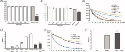 Figure 1. Effects of HRG on superoxide, hydrogen peroxide, and hydroxyl radical. (A) HRG’s effect on superoxide. HRG (0–1 µM), HSA (1 µM) or SOD standard (0.1 unit/ml) was incubated with the substrate and the xanthine oxidase solution for 20 min at RT. The absorbance was read at 450 nm. (B) HRG’s effect on hydrogen peroxide. HRG (0–1 µM), HSA (1 µM) or catalase standard (0.7 unit/ml) was incubated with Hydrogen Peroxide Working Solution (H2O2) for 1 min at RT followed by incubation with chromogenic working solution for 60 min at RT. The absorbance was detected at 520 nm. The results shown are the means ± SEM of three experiments. *** p < 0.001 vs. PBS (HRG 0 µM). (C–F) HRG’s effect on hydrogen peroxide. The quenching curve of the fluorescent probe in HRG (0–1 µM) (C) or in the group treated with PBS, HSA (1 µM), or HRG (1 µM) (E). The antioxidant capacity was calculated on the basis of the area under the fluorescent decay curve shown in (D) and (F). Gallic acid as positive control. The results shown are the means ± SEM of three experiments. ***p < 0.001 vs. PBS (HRG 0 µM). ## p < 0.01 vs. HSA.