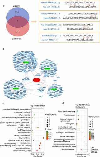 Figure 3. The circ-0006091-miRNA-mRNA network pathway and prediction of downstream genes. (a) Predicted the potential miRNAs related to hsa_circ_0006091 through the circBank and circinteractome databases, and used the Venn diagram for the intersection. Finally, 4 miRNAs with an intersection were obtained. Then, circinteractome was employed for the prediction of the circRNA‑miRNA pairing sites between hsa_circ_0006091 and the miRNA i.e., hsa-miR-1197, hsa-miR-1248, hsa-miR-1231, and hsa-miR-1286. (b) The network diagram of hsa_circ_0006091, which has four miRNAs and their downstream mRNAs. (c) GO analysis indicates that target genes associated with candidate circRNAs contribute to some key biological functions. The abscissa represents the richfactor, the ordinate indicates the enriched pathways. (d) KEGG signaling analysis was used to confirm the role of the potential target genes. The abscissa means the richfactor of genes and the ordinate strands for the enrichment pathway. GO, gene ontology; KEGG, Kyoto encyclopedia of genes and genomes.