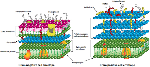 Figure 1 Schematic diagram of the cell membrane of gram-positive and gram-negative bacteria.