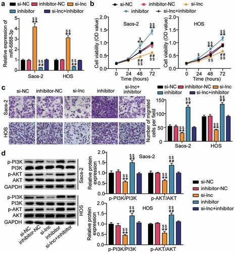 Figure 4. HOTAIR affected the proliferation and migration of OS cells through sponge miR-6888-3p, and regulated the PI3K/AKT pathway (a) qRT-PCR for miR-6888-3p expression in si-lnc transfected or miR-6888-3p inhibitor transfected cells. (b) Cell viability was detected by CCK-8 assay in HOS and Saos2 cells transfected with si-lnc or miR-6888-3p inhibitor. (c) Migrated cells were counted by transwell assay in HOS and Saos2 cells transfected with si-lnc or miR-6888-3p inhibitor. (d) The expression of PI3K, AKT, p-PI3K and p-AKT protein levels was detected by Western blot analysis in HOS and Saos2 cells transfected with si-lnc or miR-6888-3p inhibitor. * P < 0.05, ** P < 0.001. vs si-NC treatment. # P < 0.05, ## P < 0.001. vs inhibitor-NC treatment. $ P < 0.05, $$ P < 0.001. vs si-lnc+inhibitor treatment.