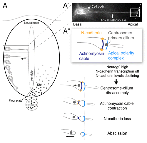 Figure 1. Steps underlying apical abscission in the neural tube. (A) Schematic of sequence of events taking place as a cell differentiates into a neuron in the early neural tube/spinal cord, beginning with the withdrawal of the apical cell-process from the ventricular surface and subsequent production of a growth cone and primary axon extension. Sonic hedgehog (Shh) signals from the notochord/floor plate promote proliferation and pattern in the spinal cord and their transduction requires an intact primary cilium; (A’) A cell poised to undergo neuronal differentiation, characterized by a basally located cell body and attachment to the apical surface through an elongated apical cell-process. (A”) Schematic of key sub-cellular structures in the apical endfoot of the prospective neuron (white boxed region in A’) (including apical complex containing apical membrane, the primary cilium, cadherin-containing adherens junctions and associated actinomyosin cable) and sequential changes leading to apical abscission following loss of N-cadherin.
