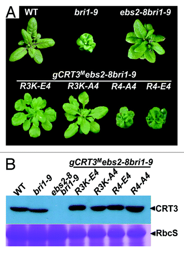 Figure 2. Mutations of the basic Arg392Arg393Arg394Lys395 tetrapeptide destroy the activity of the gCRT3M transgene to rescue a T-DNA insertional ebs2 mutation. (A) Images of 5-week-old soil-grown plants of wild-type (WT) plant, bri1-9, ebs2-8 bri1-9 and 4 representative gCRT3M ebs2-8 bri1-9 transgenic lines. (B) Immunoblot analysis of CRT3M abundance in transgenic plants. Total protein extracts of 5-week-old soil-grown plants shown in (A) were separated by 10% SDS/PAGE and analyzed by immunoblotting with anti-CRT3 antibody. Coomassie blue staining of a small subunit of the Arabidopsis Rubisco gel was used as a loading control. The protein samples of 4 chosen gCRT3M ebs2-8 bri1-9 transgenic plants were diluted 2 fold before sample loading.
