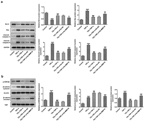 Figure 10. Taxifolin blocks Wnt/β-catenin pathway by inhibiting MMP10 expression. (a) The levels of apoptosis-related proteins, (b) The expressions of p-GSK3b and b-catenin in TNF-α-induced BEAS-2B cells treated with 50 μM TXL and Oe-MMP10. Data were expressed as mean ± standard deviation (SD). Each experiment was repeated at least three times. ***P < 0.001 Versus Control. ###P < 0.001 Versus TNF-α. ΔP<0.05, ΔΔP<0.01, ΔΔΔP<0.001 Versus TXL+TNF-α + Oe-NC.