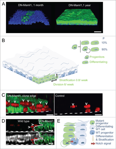 Figure 2 (See previous page). Notch inhibition confers clonal dominance. (A) Side views of 3-dimensional reconstructions of confocal z stacks showing clonal areas of wholemounts of esophageal epithelium immunostained for DN-Maml1 (green) at one month and 1 year post induction. Dapi is blue, scale bars 500 μm. (B) Effect of clonal DN-Maml1 expression on progenitor cell dynamics. At early time points DN-Maml1 expression (green) increases the rate of progenitor cell division and decreases the rate of differentiating cell stratification. In addition, divisions resulting in 2 differentiating cells are absent, blocking clone loss by differentiation. In combination these changes result in exponential clonal expansion in a background of wild type cells (blue). (C) Notch inhibition induces differentiation of adjacent wild type cells. Side view of 3-dimensional reconstructions showing typical appearances of DN-Maml1 induced and uninduced age-matched control epithelial wholemounts. Progenitor cells were labeled with a pulse of Ethinyl deoxy Uridine (EdU, red), taken up by progenitors that were in S phase 48 hours before staining. At the boundary of a DN-Maml1 clone (green), an increased proportion of non-mutant suprabasal EdU+ cells (arrowed) is seen compared with controls, indicative of an increased rate of progenitor differentiation. Dotted line indicates basement membrane, scale bars 10 μm. (D) XZ cross sections of a wholemount confocal z-stack from DN-Maml1 induced treated with EdU as described in (C). Accelerated stratification at the wild type edge shows typical markers of esophageal differentiation. GFP green, EdU is red and differentiation marker Keratin 4 white, dotted line indicates basement membrane, arrows suprabasal EdU positive cells. Scale bars 10 μm. (E) Model of wild type cell elimination through competition with Notch mutant cells. Notch signaling is activated preferentially in wild type cells at the clonal edges due to inhibition of Notch pathway in mutant cells. This prompts stratification and differentiation of wild type progenitors. Clone expansion is accelerated by the active expulsion of wild type cells through differentiation.