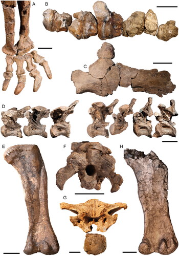 Fig. 8. Australian Mesozoic sauropod dinosaurs. A, Rhoetosaurus brownei (QM F1659; holotype [part]) right crus and pes in anterodorsal view. Scale = 20 cm. B, Austrosaurus mckillopi (QM F2316; holotype [part]) presacral vertebral series in left lateral view. Scale = 20 cm. C, Wintonotitan wattsi (QM F7292; holotype [part]) left scapula in lateral view. Scale = 20 cm. D, Savannasaurus elliottorum (AODF 0660; holotype [part]) dorsal vertebrae II–V and VII–X in left lateral view (V and IX–X mirrored). Scale bar = 20 cm. E, Diamantinasaurus matildae (AODF 0603; holotype [part]) right femur in posterior view. Scale = 20 cm. F, Diamantinasaurus matildae (AODF 0836; referred specimen [part]) braincase in posterior view. Scale = 10 cm. Image: G, Diamantinasaurus matildae (AODF 0663; referred juvenile specimen [part]) anterior dorsal vertebra in anterior view. Scale = 5 cm. H, Australotitan cooperensis (3D digital rendering of EMF 102; holotype [part]) right femur in posterior view (modified from Hocknull et al. Citation2021). Scale = 20 cm.