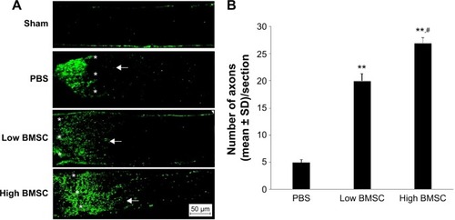 Figure 1 Representative photomicrographs of regenerating axons in all groups after ONC.