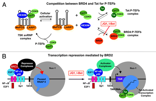 Figure 1. Models for HIV induction by BET inhibitors. (A) Inhibition of BRD4 blocks its association with P-TEFb and permits enhanced association with the HIV transactivator protein Tat. The Tat:P-TEFb complex is recruited to the HIV promoter and induces transcription. (B) Inhibition of BRD2 blocks its association with E2F1:NFκB p50 heterodimers and co-repressor complexes. In the absence of BRD2, the repressor complexes are replaced by activator complexes, and HIV transcription is induced.