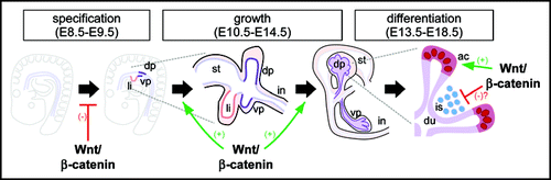 Figure 2 Stages of pancreatic organogenesis. The dorsal and ventral pancreata (left, dp and vp) are specified in the foregut between embryonic days 8.5–9.5 (E8.5–E9.5) in the mouse, near the forming liver (li). Over the next several days, the dorsal and ventral primordia initiate a program of rapid growth and branching morphogenesis (center), eventually producing lobular organs that lie adjacent to the stomach (st) and intestine (in), respectively. A massive wave of differentiation occurs coincident with the later portion of the growth phase (right), producing a branched ductal network (du) terminated by digestive enzyme-secreting acinar cells (ac), with endocrine islets (is) embedded in the interstitial space. As described in the text, Wnt/β-catenin signaling appears to regulate multiple steps in this process, including inhibition of pancreas specification, promotion of growth and acinar differentiation, and possibly inhibition of endocrine development.