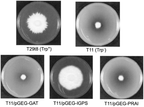 Fig. 8. Complementation test of the tryptophan-requiring phenotype of trp1 mutation.