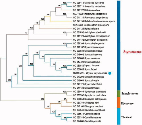 Figure 1. Phylogenetic tree inferred by maximum-likelihood (ML) method based on the complete chloroplast genome of 33 representative species. The bootstrap support values based on 100 replicates are shown at the branches.