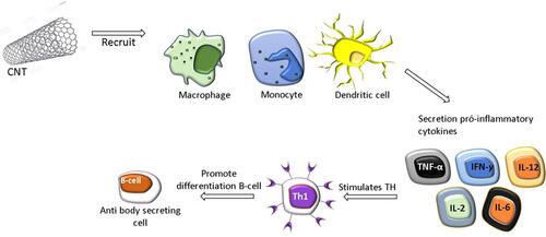 Figure 5 CNT Immunological properties and activation of immune cells. CNT activate the first line of defense of the innate immune system, including cells such as monocytes/macrophages, resulting in the activation of pro-inflammatory cytokines, which stimulates Th cells. All of these events are important for the differentiation of B cells into secretory cells of antibodies.