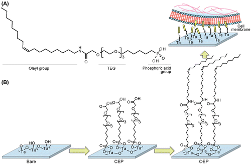 Figure 1. Capturing floating cells on the oleyl-modified ISFET. (A) Chemical structure of oleylacetamide triethylenglycol hexylphosphonic acid (OEP). (B) Capturing of Jurkat T cells on OEP SAM-modified ISFET. OEP SAM was constructed on the gate insulator by two-step reaction. The CEP SAM was formed by phosphonic acid ester bond, followed by amide condensation between CEP and OA. The oleyl group was anchored onto the hydrophobic core of plasma membranes.