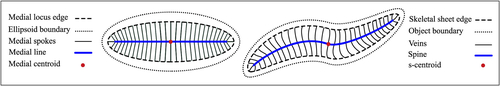 Fig. 4 Skeletal sheet. Left: Ellipsoid’s medial locus. Right: s-rep skeletal sheet of a 3D-ellipsoidal.