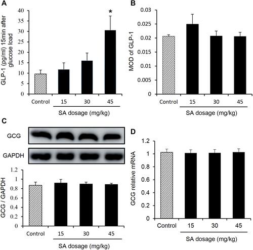 Figure 2 Sennoside A induced plasma GLP-1. (A) Plasma GLP-1. (B) L-cell number: evaluation of mean optical density (MOD) in the GLP-1 immunofluorescence staining for different groups. (C) The expression of GLP-1 progenitor (GCG) in the colon tissue. (D) mRNA expression of GLP-1 in the colon tissue. Data are presented as the mean ± SEM; n = 10. *P < 0.05 vs the normal control group.