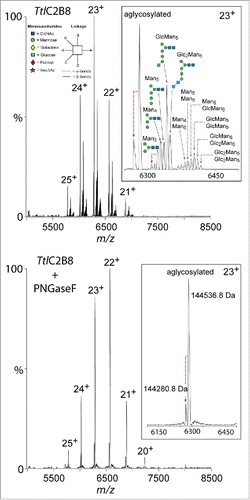 Figure 2. Native mass spectrometry of glycosylated and PNGase F treated Tt/C2B8. Intact mass spectrum reveals aglycosylated, mono-glycosylated and di-glycosylated variants (top). The analyzed Tt/C2B8 was purified by Protein A chromatography (Fig. 1D). Detailed analysis of a single charge state (23+) identifies N-glycan compositions on each heavy chain. PNGase F treated Tt/C2B8 (bottom spectrum) confirms N-glycan compositions and also indicates C-terminal lysine clipping of the heavy chain. The glycans have been assigned to structures based on the glycan analysis presented in Figs. 4 and 5. Glycan structures are displayed as shown in the legend on the top left with symbols and linkages as proposed by Harvey et al.Citation75 using the color scheme adopted by the Consortium for Functional Glycomics.
