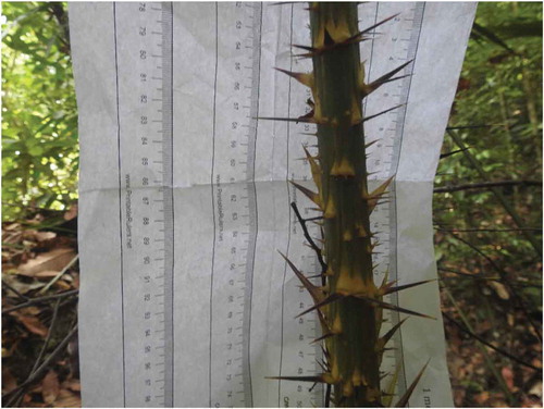 Figure 11. Spines of C. castaneus.