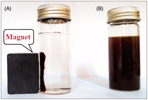 Figure 2. Photograph showing (A) separation of biosynthesized magnetic iron oxide nanoparticles from reaction mixture using an external magnet (B) MNPs without external magnet.