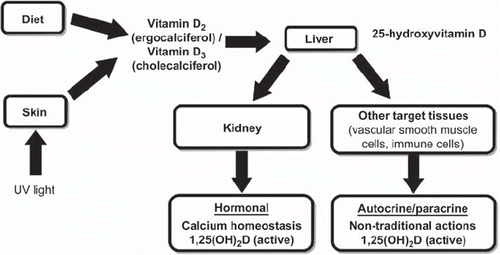 Figure 1. Vitamin D metabolism.