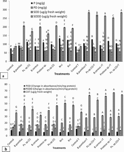 Figure 5. Effect of l-tryptophan and PGPR inoculation on (a) protein content and SOD activity, (b) POD and CAT activity under drought-stressed conditions.